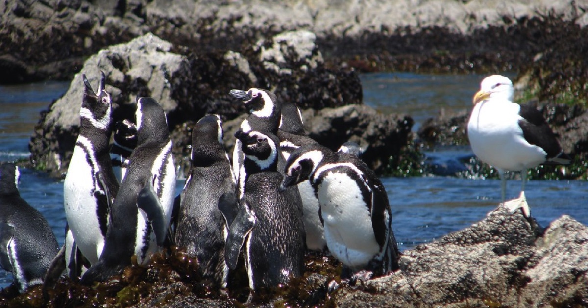 Pingüinos en Ancud: Sector Puñihuil, un ecosistema muy especial en la Isla de Chiloé